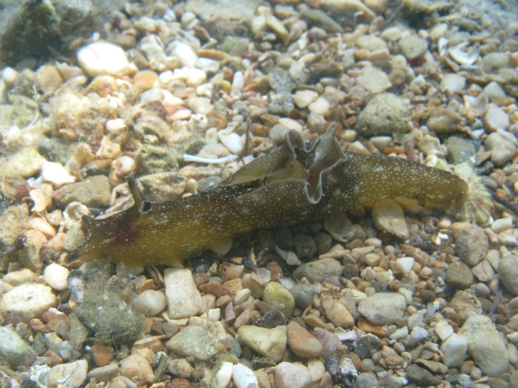 Aplysia punctata (Couvier, 1803)